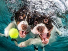 为什么有的狗狗不能游泳？