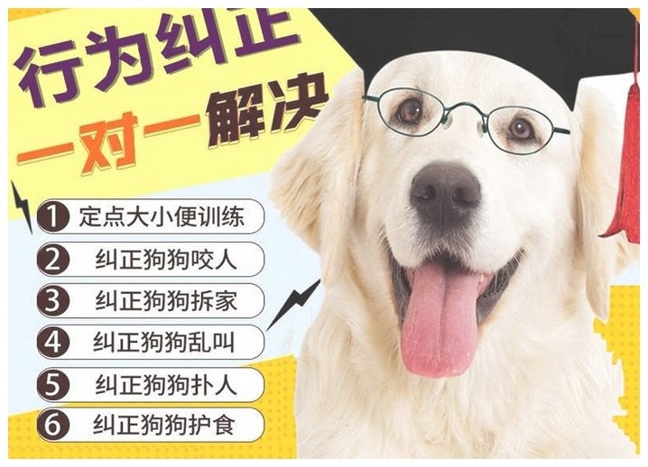 北京狗狗学习去哪里（北京哪里有训练狗狗的地