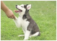 宠物训练学校雪纳瑞犬训练