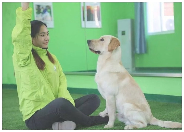 北京宠物犬培训（北京正规训犬培训学校）